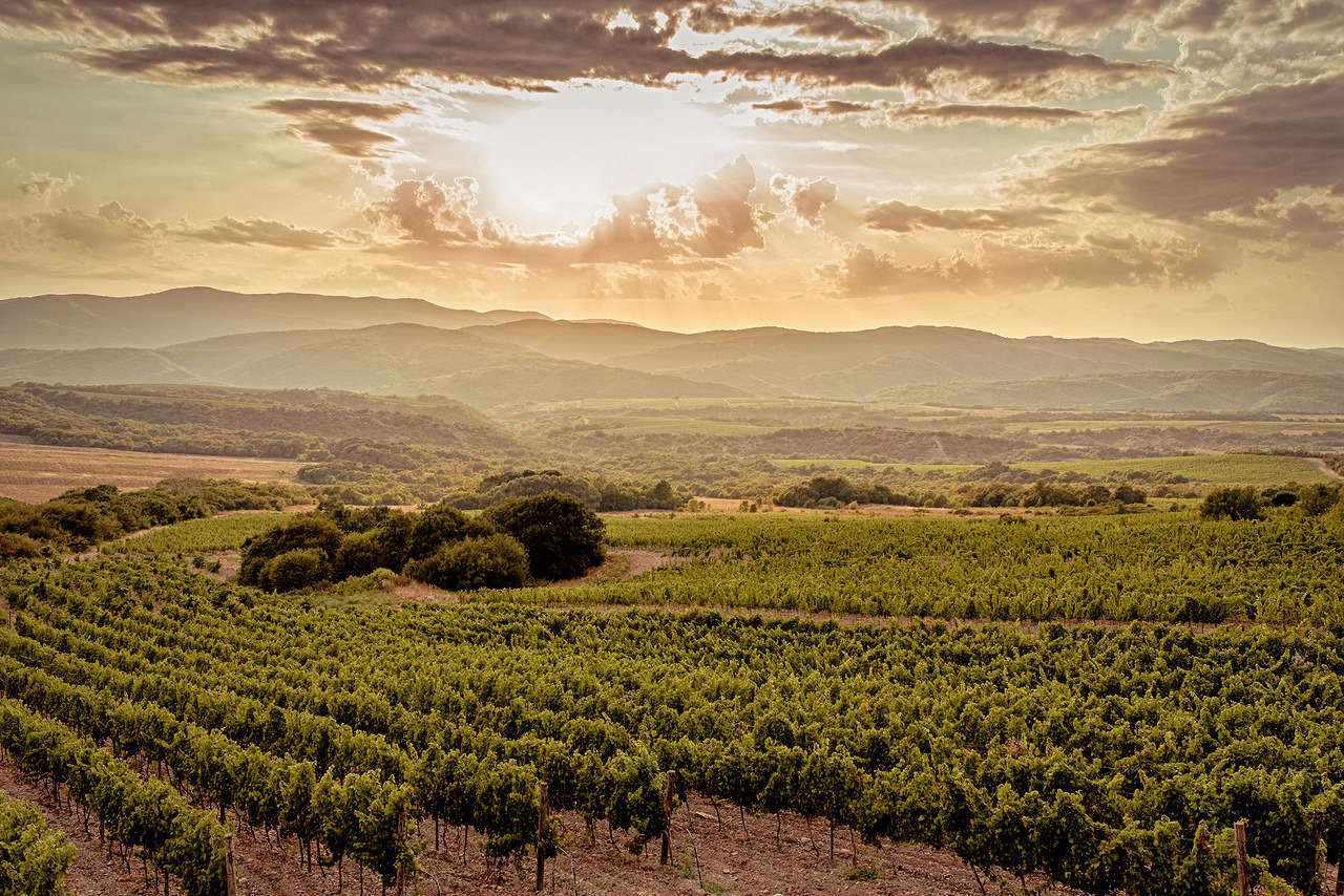 selection-header